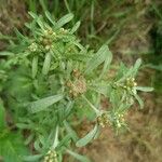 Gnaphalium uliginosum Flower