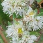 Paronychia argentea Květ