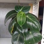 Peperomia maculosa Blad