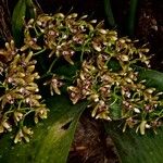 Dendrobium muricatum অভ্যাস