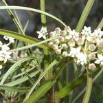 Asclepias woodsoniana Λουλούδι