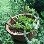 Euphorbia neriifolia List