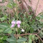 Desmodium uncinatum Leaf