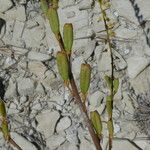 Reseda stricta Fruit