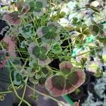 Oxalis tetraphylla 葉