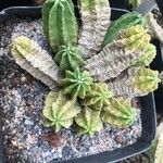 Echinocereus pentalophus Leaf