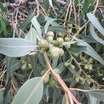 Eucalyptus gomphocephala Frugt