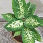 Dieffenbachia seguine Лист