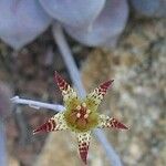 Graptopetalum pentandrum