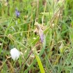 Lathyrus digitatus Fruto