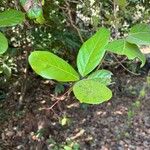 Alseodaphne semecarpifolia Leaf