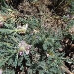 Astragalus siculus Flower