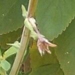 Crotalaria pallida Blomst