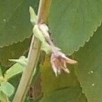 Crotalaria pallida Flor