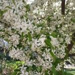 Malus toringo Blüte