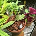 Paphiopedilum charlesworthii Alkat (teljes növény)