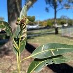 Corymbia citriodora Ліст