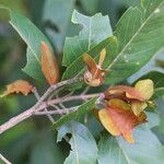 Combretum collinum Fruit