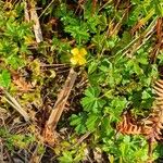 Potentilla erectaFlor