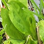 Lysichiton americanus Leaf