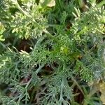 Tripleurospermum maritimum Blad