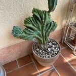 Myrtillocactus geometrizans 叶