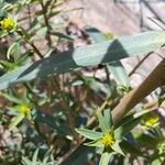 Euphorbia terracina Leaf