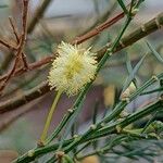 Acacia verticillata Кветка
