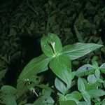 Spigelia anthelmia Habitat