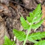 Botrychium virginianum 葉