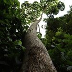 Cussonia brieyi Casca