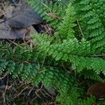 Polystichum setiferum Φύλλο