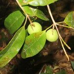 Calophyllum brasiliense Vrucht