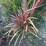 Phormium tenax Levél