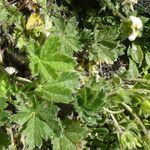 Potentilla verna (Rinde)