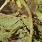 Inga edulis Bark