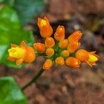 Gurania bignoniacea Cvet