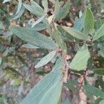 Euclea crispa برگ