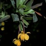 Berberis microphylla