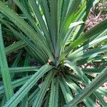 Pandanus urophyllus Yaprak