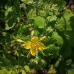 Chelidonium majusFlower