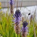 Phyteuma betonicifolium Flor