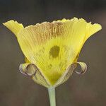 Calochortus luteus Fleur