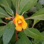 Impatiens auricoma Λουλούδι