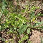 Ranunculus muricatus Habit