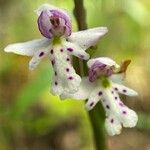 Galearis rotundifolia Çiçek
