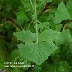 Sonchus oleraceusLeaf