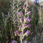 Echium vulgareFleur