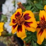 Tagetes tenuifolia Квітка