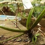 Bolusiella zenkeri Hábito